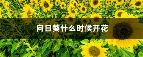 向日葵什么时候开花