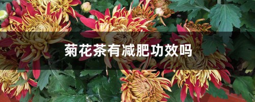 菊花茶有减肥功效吗