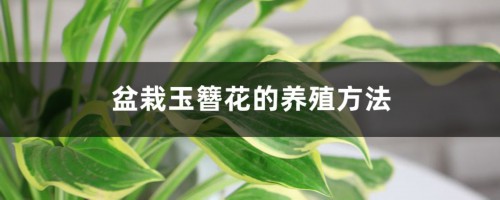 盆栽玉簪花的养殖方法和注意事项