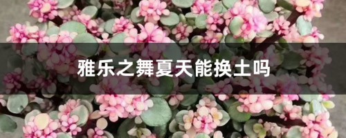 雅乐之舞夏天能换土吗，用什么盆种