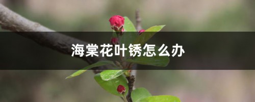 海棠花叶锈怎么办，干叶是怎么回事