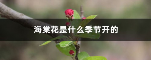 海棠花是什么季节开的