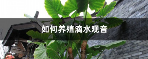 如何养殖滴水观音