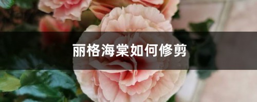 丽格海棠如何修剪