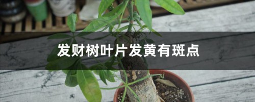 发财树叶片发黄有斑点怎么办