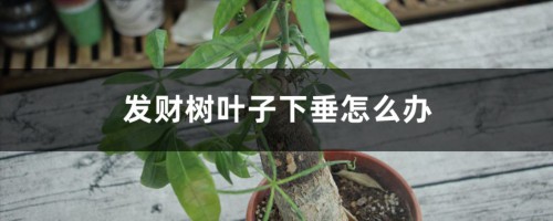 发财树叶子下垂怎么办