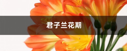 君子兰花期，君子兰开花图片