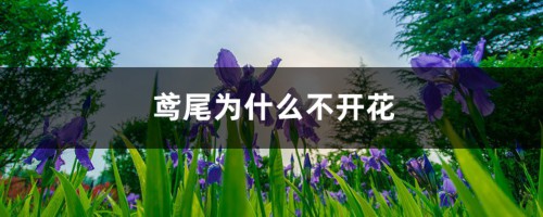 鸢尾为什么不开花