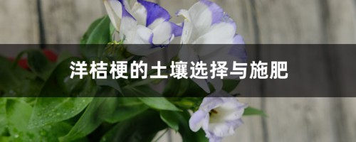 洋桔梗的土壤选择与施肥