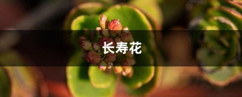 养长寿花注意这5点，才能长命百岁，开成大花球！