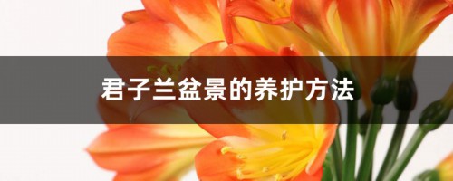 君子兰盆景的养护方法