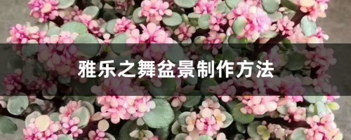 雅乐之舞盆景制作方法