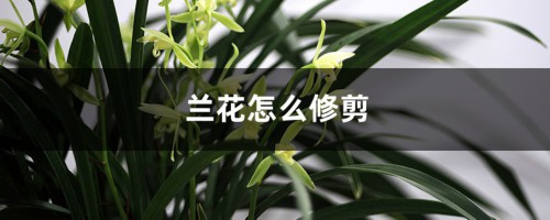 兰花怎么修剪